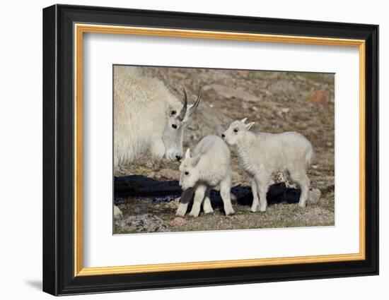 Mountain Goat Nanny and Kids, Mt Evans, Arapaho-Roosevelt Nat'l Forest, Colorado, USA-James Hager-Framed Photographic Print