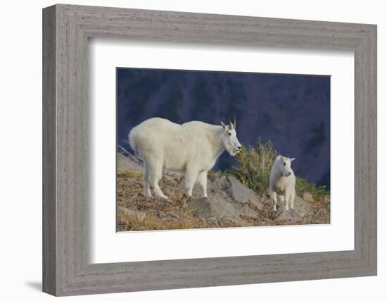 Mountain Goat, nanny with kid-Ken Archer-Framed Photographic Print