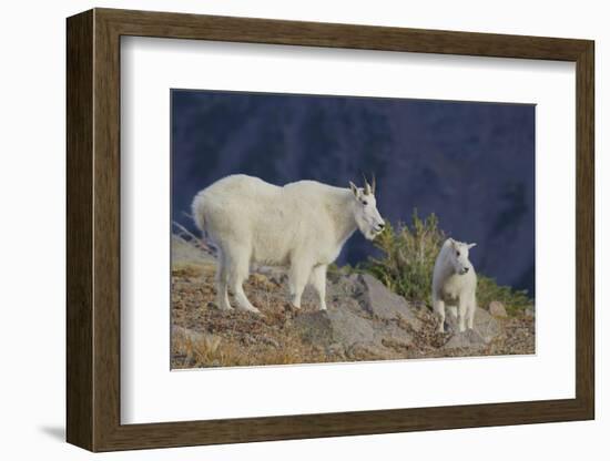 Mountain Goat, nanny with kid-Ken Archer-Framed Photographic Print