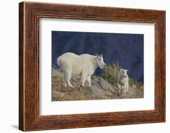 Mountain Goat, nanny with kid-Ken Archer-Framed Photographic Print