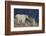 Mountain Goat, nanny with kid-Ken Archer-Framed Photographic Print