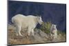 Mountain Goat, nanny with kid-Ken Archer-Mounted Photographic Print