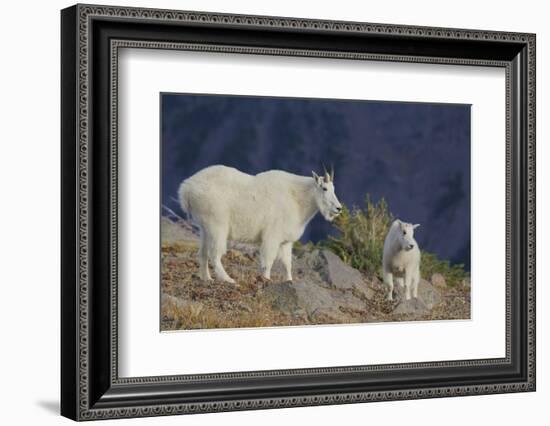 Mountain Goat, nanny with kid-Ken Archer-Framed Photographic Print