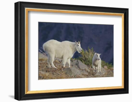 Mountain Goat, nanny with kid-Ken Archer-Framed Photographic Print