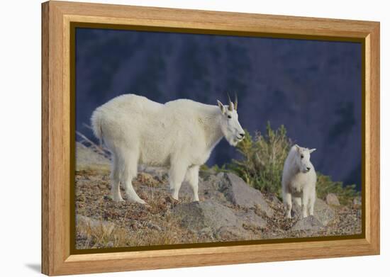 Mountain Goat, nanny with kid-Ken Archer-Framed Premier Image Canvas