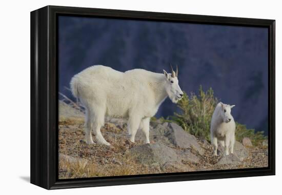 Mountain Goat, nanny with kid-Ken Archer-Framed Premier Image Canvas