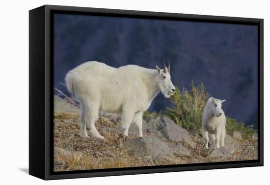 Mountain Goat, nanny with kid-Ken Archer-Framed Premier Image Canvas