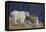 Mountain Goat, nanny with kid-Ken Archer-Framed Premier Image Canvas