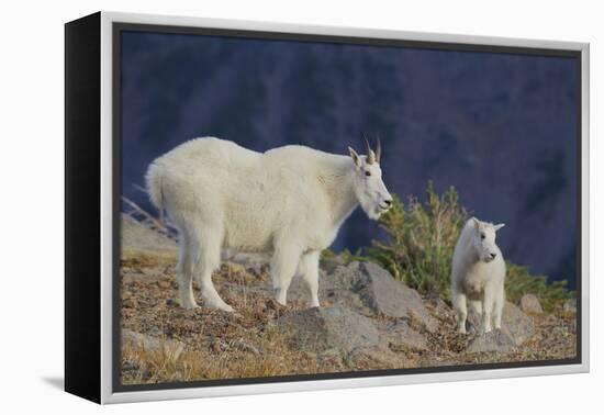 Mountain Goat, nanny with kid-Ken Archer-Framed Premier Image Canvas