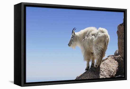 Mountain Goat On A High Mountain Ledge-Blueiris-Framed Premier Image Canvas