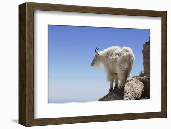 Mountain Goat On A High Mountain Ledge-Blueiris-Framed Photographic Print