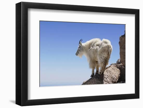 Mountain Goat On A High Mountain Ledge-Blueiris-Framed Photographic Print