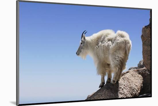 Mountain Goat On A High Mountain Ledge-Blueiris-Mounted Photographic Print