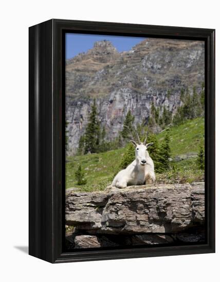 Mountain Goat on Rock, Logan Pass, Glacier National Park, Montana, USA-Jamie & Judy Wild-Framed Premier Image Canvas