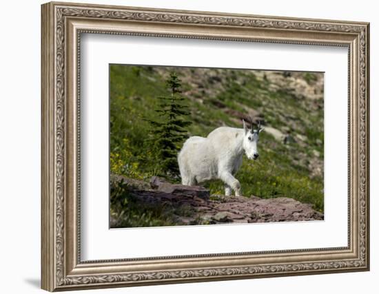 Mountain Goat on the hillside. Glacier National Park. Montana. Usa.-Tom Norring-Framed Photographic Print