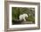 Mountain Goat on the hillside. Glacier National Park. Montana. Usa.-Tom Norring-Framed Photographic Print