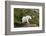 Mountain Goat on the hillside. Glacier National Park. Montana. Usa.-Tom Norring-Framed Photographic Print