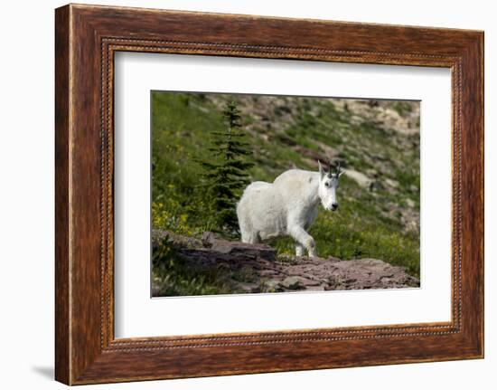 Mountain Goat on the hillside. Glacier National Park. Montana. Usa.-Tom Norring-Framed Photographic Print