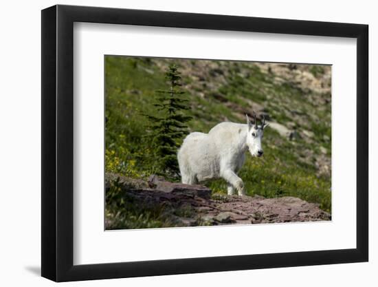 Mountain Goat on the hillside. Glacier National Park. Montana. Usa.-Tom Norring-Framed Photographic Print