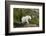 Mountain Goat on the hillside. Glacier National Park. Montana. Usa.-Tom Norring-Framed Photographic Print