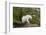 Mountain Goat on the hillside. Glacier National Park. Montana. Usa.-Tom Norring-Framed Photographic Print