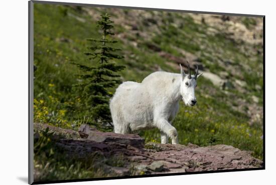 Mountain Goat on the hillside. Glacier National Park. Montana. Usa.-Tom Norring-Mounted Photographic Print