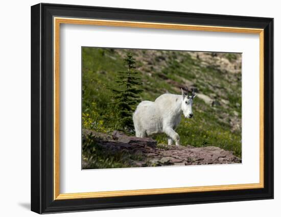 Mountain Goat on the hillside. Glacier National Park. Montana. Usa.-Tom Norring-Framed Photographic Print