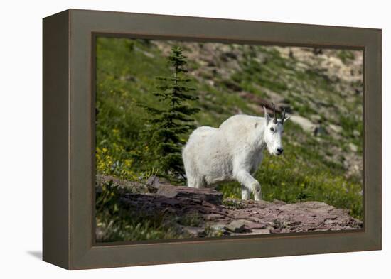 Mountain Goat on the hillside. Glacier National Park. Montana. Usa.-Tom Norring-Framed Premier Image Canvas