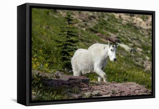 Mountain Goat on the hillside. Glacier National Park. Montana. Usa.-Tom Norring-Framed Premier Image Canvas