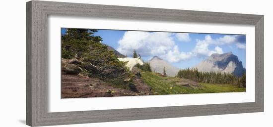 Mountain Goat on the Hillside. Glacier National Park, Montana, USA.-Tom Norring-Framed Photographic Print