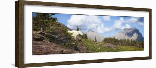 Mountain Goat on the Hillside. Glacier National Park, Montana, USA.-Tom Norring-Framed Photographic Print