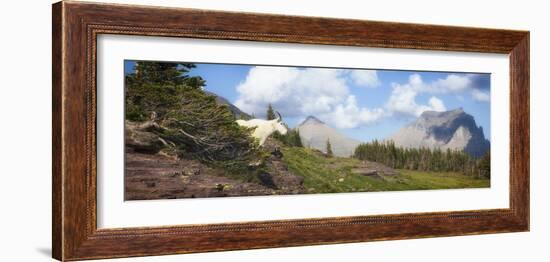 Mountain Goat on the Hillside. Glacier National Park, Montana, USA.-Tom Norring-Framed Photographic Print