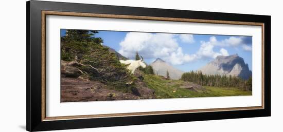 Mountain Goat on the Hillside. Glacier National Park, Montana, USA.-Tom Norring-Framed Photographic Print