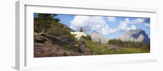 Mountain Goat on the Hillside. Glacier National Park, Montana, USA.-Tom Norring-Framed Photographic Print