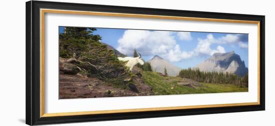 Mountain Goat on the Hillside. Glacier National Park, Montana, USA.-Tom Norring-Framed Photographic Print