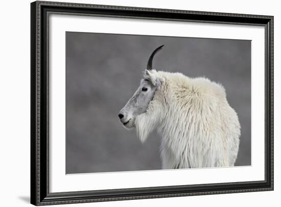 Mountain Goat (Oreamnos Americanus), Mount Evans, Arapaho-Roosevelt National Forest, Colorado, USA-James Hager-Framed Photographic Print