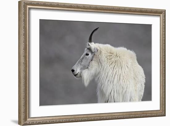 Mountain Goat (Oreamnos Americanus), Mount Evans, Arapaho-Roosevelt National Forest, Colorado, USA-James Hager-Framed Photographic Print