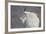 Mountain Goat (Oreamnos Americanus), Mount Evans, Arapaho-Roosevelt National Forest, Colorado, USA-James Hager-Framed Photographic Print