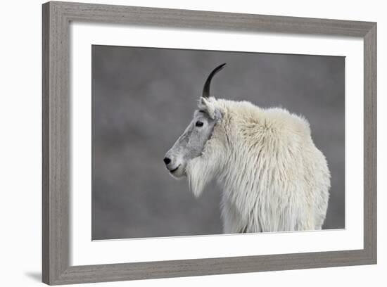 Mountain Goat (Oreamnos Americanus), Mount Evans, Arapaho-Roosevelt National Forest, Colorado, USA-James Hager-Framed Photographic Print