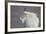 Mountain Goat (Oreamnos Americanus), Mount Evans, Arapaho-Roosevelt National Forest, Colorado, USA-James Hager-Framed Photographic Print