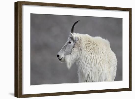 Mountain Goat (Oreamnos Americanus), Mount Evans, Arapaho-Roosevelt National Forest, Colorado, USA-James Hager-Framed Photographic Print