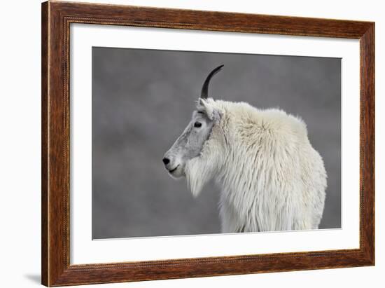 Mountain Goat (Oreamnos Americanus), Mount Evans, Arapaho-Roosevelt National Forest, Colorado, USA-James Hager-Framed Photographic Print