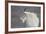 Mountain Goat (Oreamnos Americanus), Mount Evans, Arapaho-Roosevelt National Forest, Colorado, USA-James Hager-Framed Photographic Print