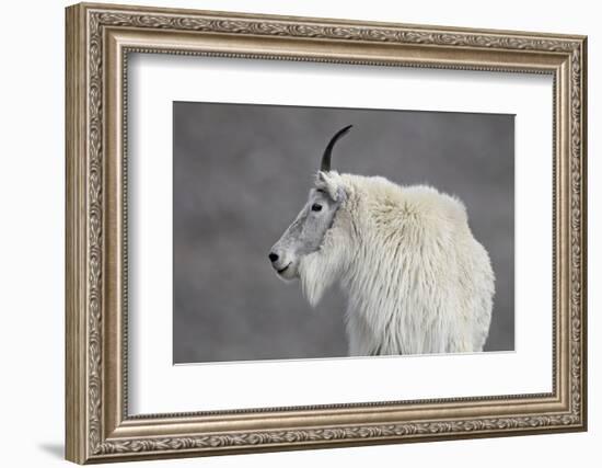 Mountain Goat (Oreamnos Americanus), Mount Evans, Arapaho-Roosevelt National Forest, Colorado, USA-James Hager-Framed Photographic Print