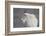 Mountain Goat (Oreamnos Americanus), Mount Evans, Arapaho-Roosevelt National Forest, Colorado, USA-James Hager-Framed Photographic Print