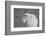 Mountain Goat (Oreamnos Americanus), Mount Evans, Arapaho-Roosevelt National Forest, Colorado, USA-James Hager-Framed Photographic Print