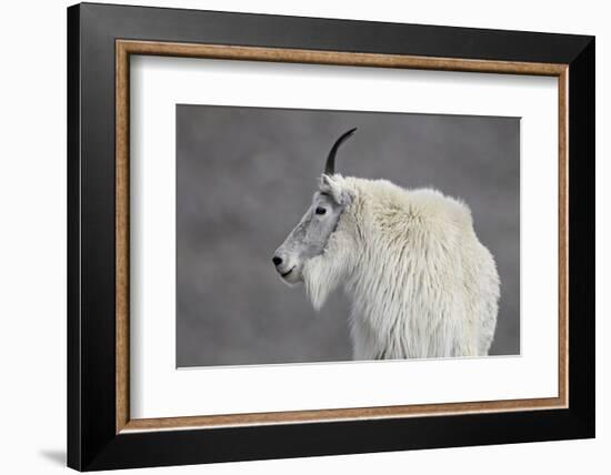 Mountain Goat (Oreamnos Americanus), Mount Evans, Arapaho-Roosevelt National Forest, Colorado, USA-James Hager-Framed Photographic Print