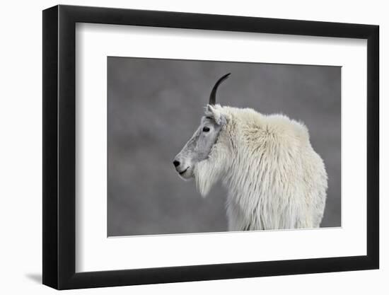 Mountain Goat (Oreamnos Americanus), Mount Evans, Arapaho-Roosevelt National Forest, Colorado, USA-James Hager-Framed Photographic Print