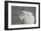 Mountain Goat (Oreamnos Americanus), Mount Evans, Arapaho-Roosevelt National Forest, Colorado, USA-James Hager-Framed Photographic Print