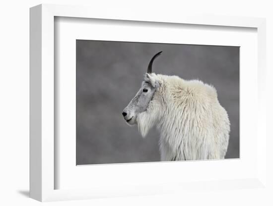 Mountain Goat (Oreamnos Americanus), Mount Evans, Arapaho-Roosevelt National Forest, Colorado, USA-James Hager-Framed Photographic Print